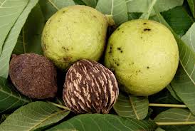 Impressive looks and distinctive walnut flavor. How To Harvest Black Walnuts