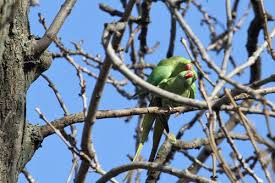 Green Cheek Conure Breeding Age | Green Cheek Conure Andey Kab Aur Kaise  Dete Hai | Small Conures - Youtube