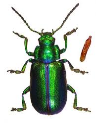 Image result for Chrysochloa