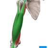 Three of them are located in the anterior compartment — the biceps brachii, brachialis, and coracobrachialis, while the forth is located in the posterior compartment — the triceps brachii). Https Encrypted Tbn0 Gstatic Com Images Q Tbn And9gcrgkxwpxksjpfbvwxkqrykiexb96kadltexe32cpsqetg0nbdgx Usqp Cau