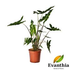 Evanthia Alocasia Sarian Green Plant Young Plants From Tissue Culture Tropische Planten Planten Groene Planten