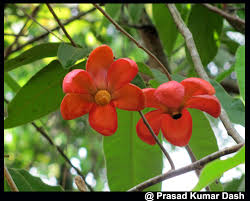 Image result for Uvaria