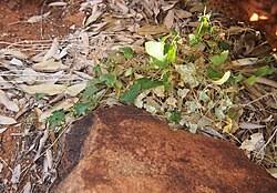 Image result for Cucumis aetheocarpus