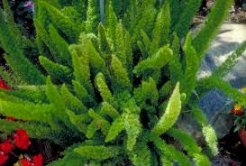 Image result for Asparagus exuvialis