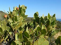 Image result for Osyris compressa