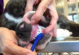 Wann man das zweite mal putzt, bleibt laut prof. Zahneputzen Beim Hund Grundlagen Und Eine Praktische Anleitung Hunderunden