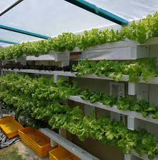 Check spelling or type a new query. Ys Hydroponic Farm Home Facebook