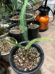 Image result for Monadenium spinulosum