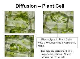 Maybe you would like to learn more about one of these? Diffusion Osmosis Maggie S Science Connection