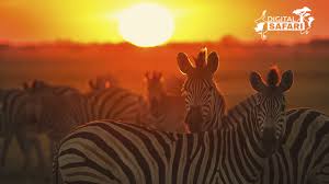 They are found throughout ethiopia and kenya. Live Why Do Zebras Migrate With Wildebeests Cgtn