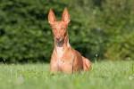 PuppyFind | Pharaoh Hound Puppies for Sale