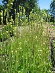 Image result for Heuchera cylindrica Greenfinch