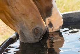 Three Simple Ways To Get Your Horse To Drink More The Horse Owner S Resource