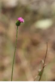 Image result for Crassocephalum rubens