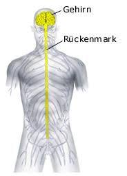 Zusammengenommen macht es uns zu dem, was wir sind. Nervensystem Mensch Aufbau Aufgaben Funktion Einfach Erklart Nervensystem Mensch Nervensystem Peripheres Nervensystem
