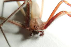 Araña violinista se puede encontrar en sitios oscuros y secos. Loxosceles Tenochtitlan La Arana Violinista Que Vive En Los Rincones De La Ciudad