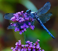 Black And Blue Dragonfly Meaning Blue Dragonfly Blue Dragonfly Dragonfly Insect Dragonfly