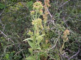 Image result for Kalanchoe lanceolata