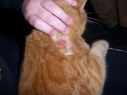 This discussion will review many of the most common skin problems seen in cats. Skin Allergies In Cats Skin Sympoms And Treatment