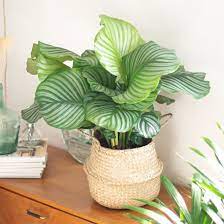 Maybe you would like to learn more about one of these? 8 Plantes D Interieur Qui N Ont Pas Besoin De Lumiere