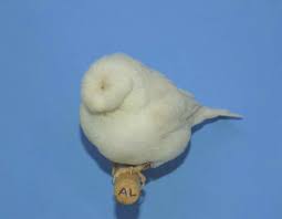bird おしゃれまとめの人気アイデア pinterest hamouz hamzouz 鳥 グロスター