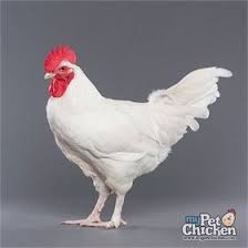 What are the best laying hens for beginners, white eggs and brown eggs? Day Old Chicks White Marans Day Old Chicks Chickens Backyard Best Egg Laying Chickens