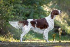 Image result for irský červenobílý setr