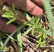 We did not find results for: Identify This Weed Larimer County