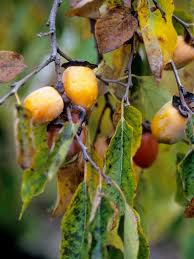 Unusual Fruit Trees To Grow Hgtv
