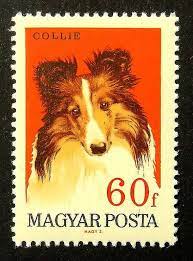 Collie Dog Hungary Handmade Framed Postage Stamp Art 13809 Postage Stamp Art Vintage Postage Stamps Stamp