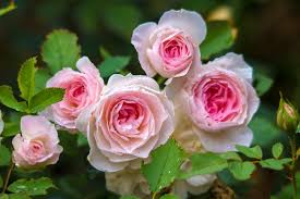 How to care for wholesale garden and cabbage roses. Cabbage Rose Pictures Download Free Images On Unsplash