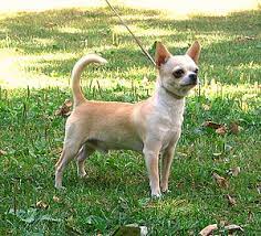 Stel je eens voor hoe een mix van chihuahua en great dane eruit zou zien. Chihuahua Hunderasse Wikipedia