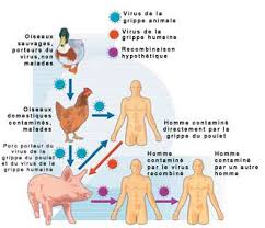 Erskine palmer, centers for disease control and prevention public health image library). La Grippe Aviaire Et Les Oiseaux La Transmission Du Virus Dossier