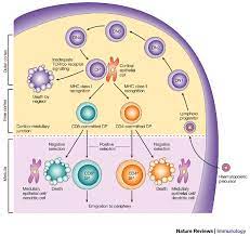 Check spelling or type a new query. T Cell Development And The Cd4 Cd8 Lineage Decision Nature Reviews Immunology