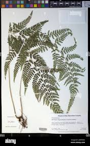 Image result for Microlepia strigosa