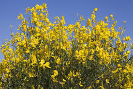 Image result for Genista