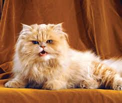 White persian cats for sale ! The 10 Best Types Of Cat Britannica