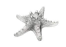 We did not find results for: Drawing Realistic Drawing Starfish Novocom Top