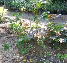Image result for Ochna kirkii