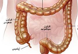 با 3 معجزه گر گیاهی برای درمان کولیت آشنا شوید اخبار اجتماعی تسنیم Tasnim