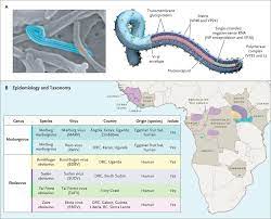 Ebola virus is an aggressive pathogen that causes a highly lethal hemorrhagic fever syndrome in humans and nonhuman primates. Ebola Nejm