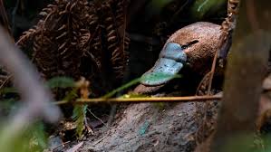 Image result for Platterpus