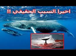 اخيرا تفسير صوت الحوت الازرق علي سواحل البحر المتوسط 19 12 2019 سبحان الله Youtube