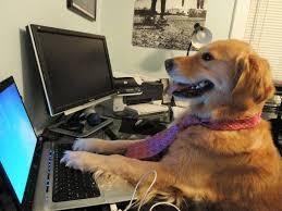 Remembering Redneck Retriever The Internet S Favorite Dog Funny Article
