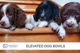 Springer Spaniel Puppies Springer Spaniel Puppies Spaniel Puppies Spaniel