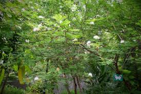 Image result for Acacia gerrardii