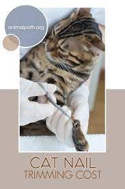 Cat Nail Trimming Cost Cat Nails Trim Cat Nails Trim Nails