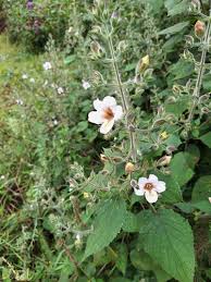 Image result for Mimulopsis excellens