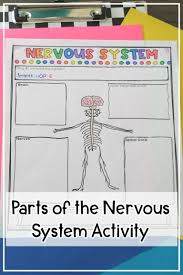 Nerves Spinal Cord Brain Parts Of The Nervous System Drawings Review Worksheet In 2020 Nervous System Activities Sketch Notes Worksheets For Kids
