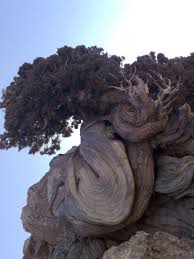 As Vezes Sao Tantos Caminhos Que Nos Perdemos Caimos Ate Parece Que O Fim Espreita Mas De Algum Jeito Seguimos E A Vida Fl Nature Tree Weird Trees Unique Trees